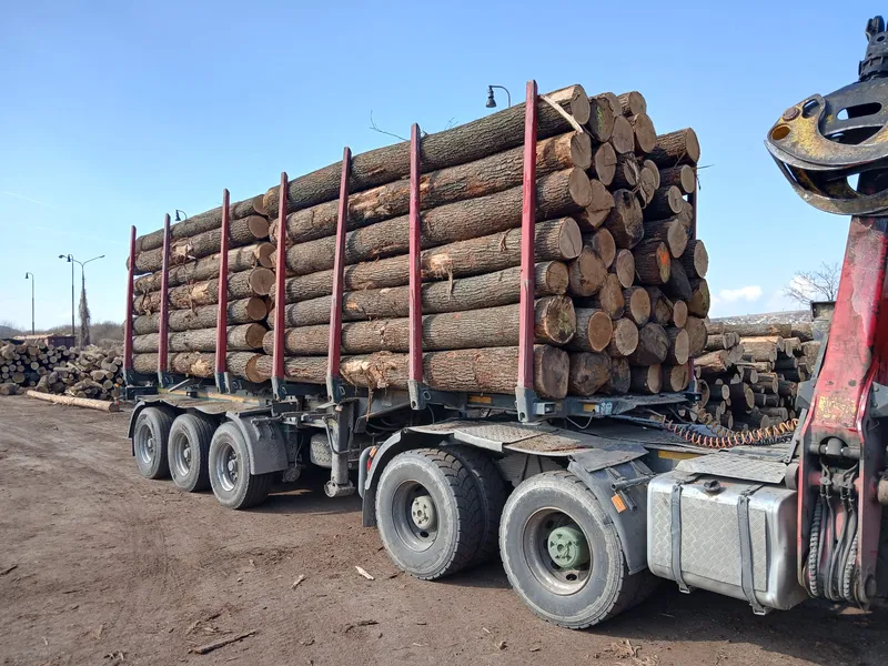 DĄB – kłody tartaczne, długość 4 m – SPRZEDAM