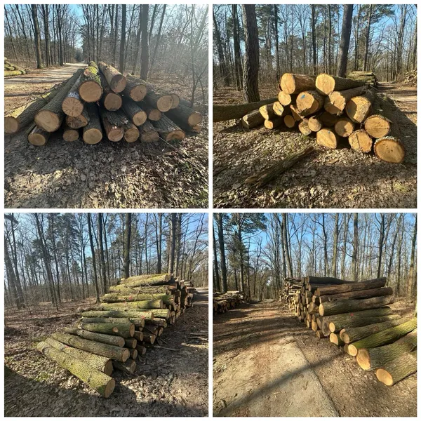 DĄB – kłody tartaczne, długość 3/4/5/6 m – SPRZEDAM