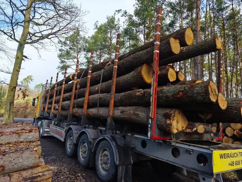 DĄB – drewno tartaczne, długość 3-11 m – SPRZEDAM