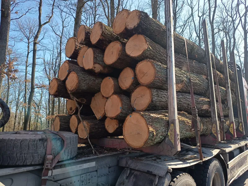 DĄB – kłody tartaczne, długość 3-6 m – SPRZEDAM