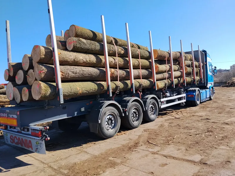 JESION – kłody tartaczne, długość 3/4/5 m – SPRZEDAM