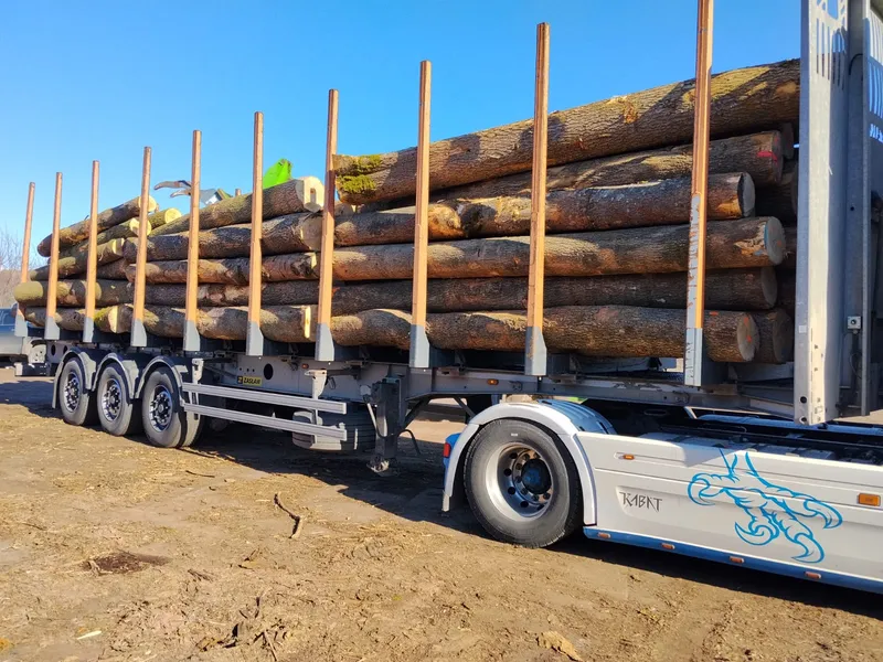 JESION – kłody tartaczne, długość 3/4 m – SPRZEDAM