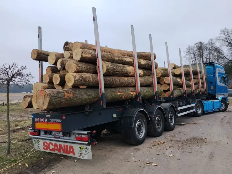 JESION – kłody tartaczne, długość 3/4/5 m – SPRZEDAM