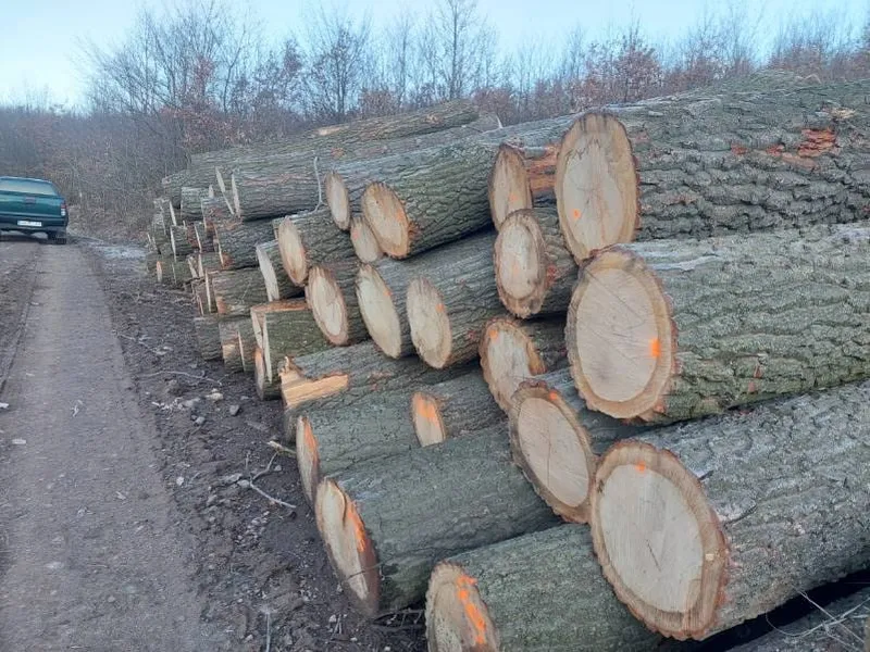 DĄB BURGUNDZKI – kłody tartaczne, długość 3 m – SPRZEDAM