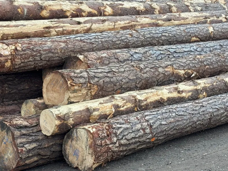 SOSNA – dłużyce tartaczne, długość 8/10/12 m – SPRZEDAM