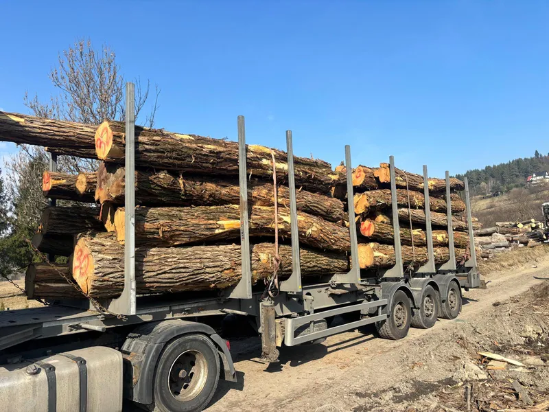 AKACJA – kłody tartaczne, długość 3/4/5/6 m – SPRZEDAM