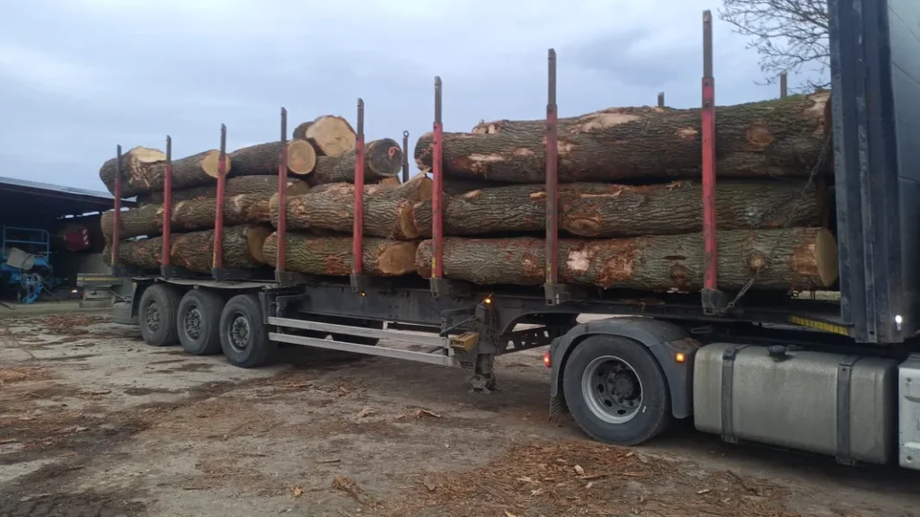 DĄB – drewno tartaczne, długość 2,5-8 m – SPRZEDAM