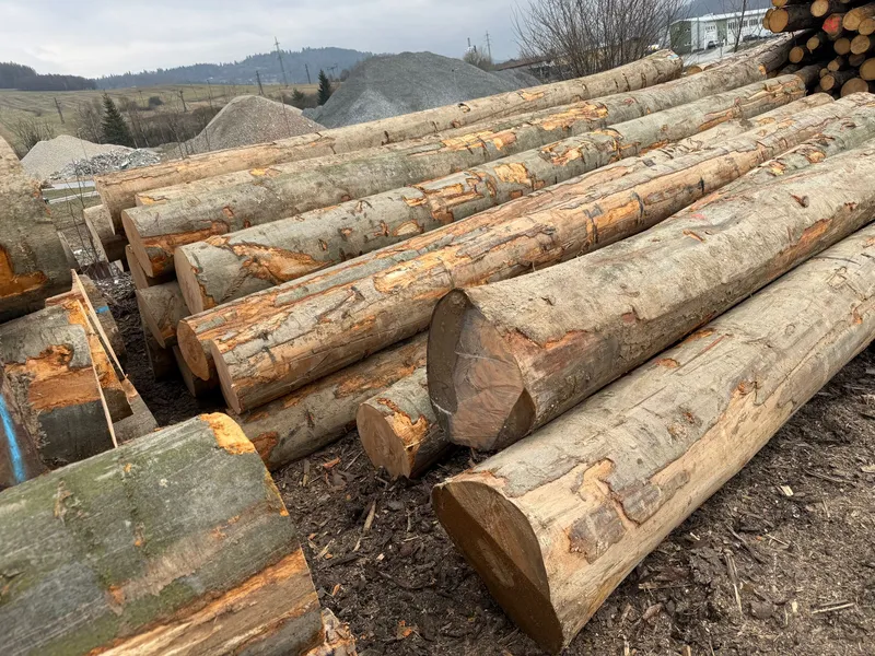BUK – kłody tartaczne, długość 4/5/6 m – SPRZEDAM