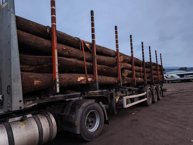 DĄB – kłody tartaczne, długość 4 m – SPRZEDAM