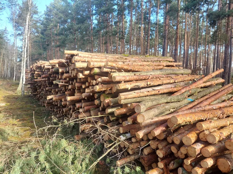 SOSNA – drewno na zrębki – KUPIĘ