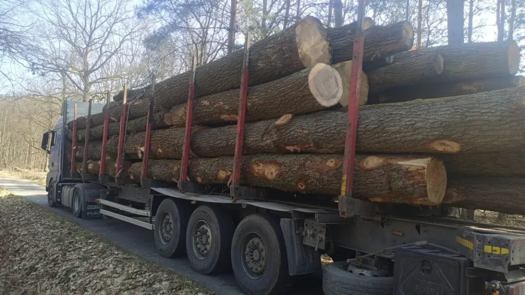 DĄB – drewno tartaczne, długość 4-8 m – SPRZEDAM