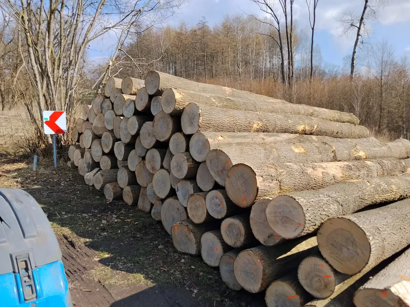 JESION – kłody tartaczne, długość 3/4/5/6 m – SPRZEDAM