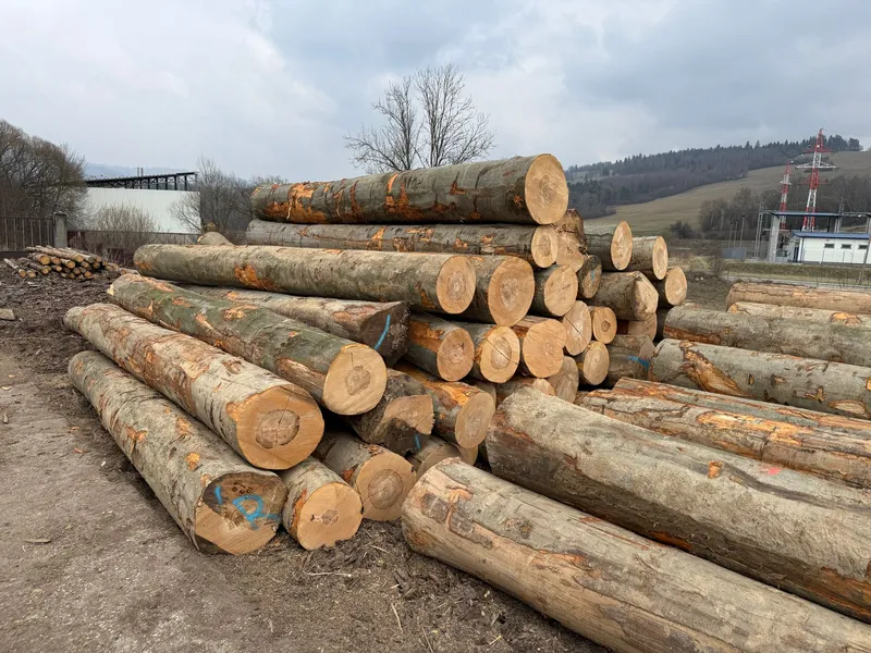 BUK – kłody tartaczne, długość 4/5/6 m – SPRZEDAM