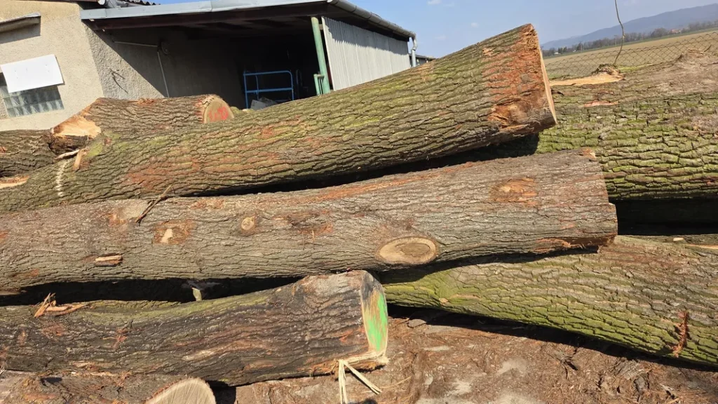 DĄB – drewno tartaczne, długość 2,5-12 m – SPRZEDAM