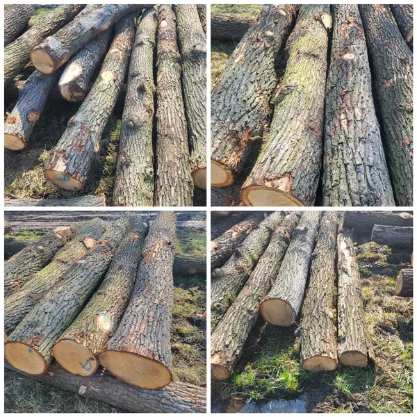 DĄB klasy WD – kłody tartaczne, długość 3/4/5/6 m – SPRZEDAM