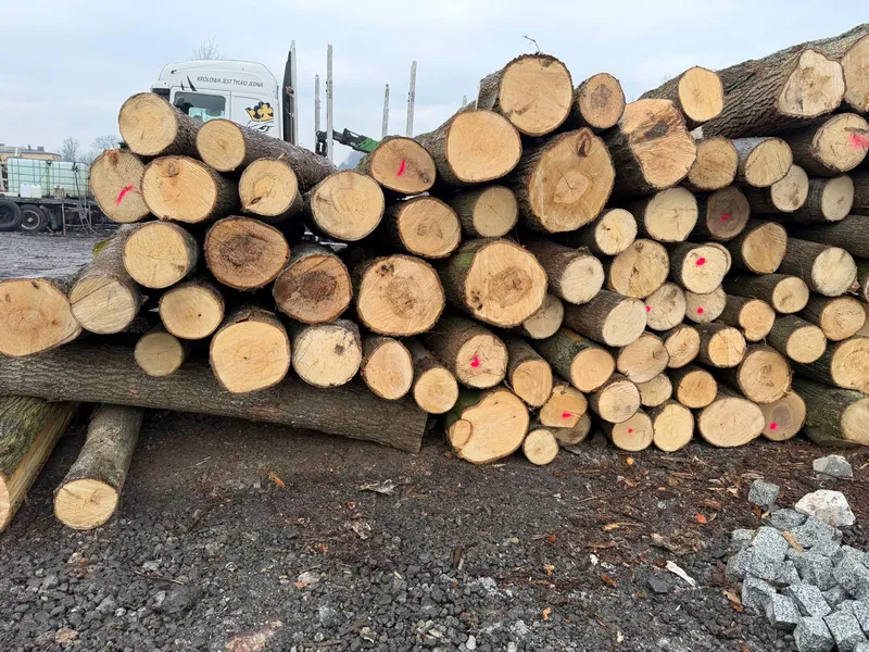 LIPA – kłody tartaczne, długość 2,5 m – SPRZEDAM