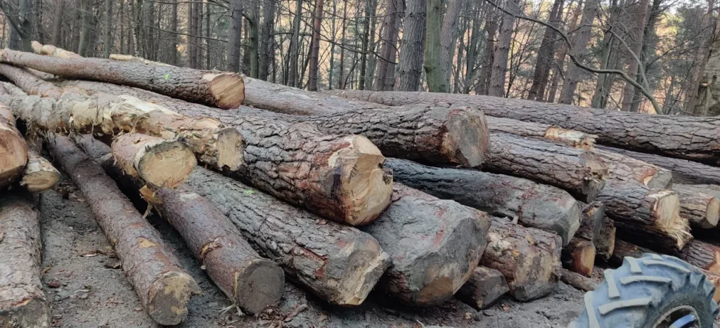 SOSNA – dłużyce tartaczne, długość 8/10/12 m – SPRZEDAM