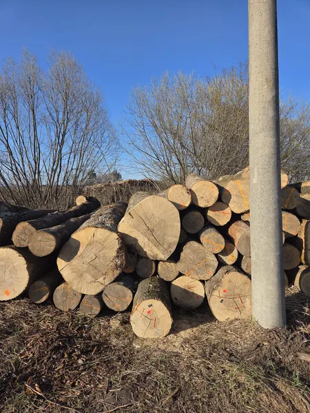 JESION – kłody tartaczne, długość 4/5/6 m – SPRZEDAM