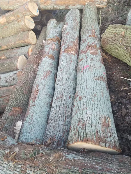 DĄB – kłody tartaczne, długość 4 m – SPRZEDAM