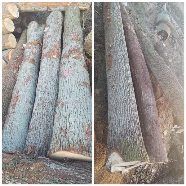 DĄB – kłody tartaczne, długość 4 m – SPRZEDAM