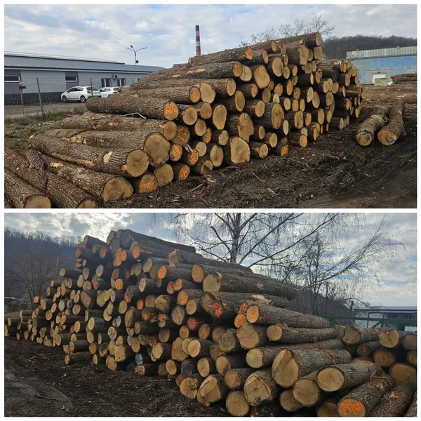 DĄB – kłody tartaczne, długość 3 m – SPRZEDAM