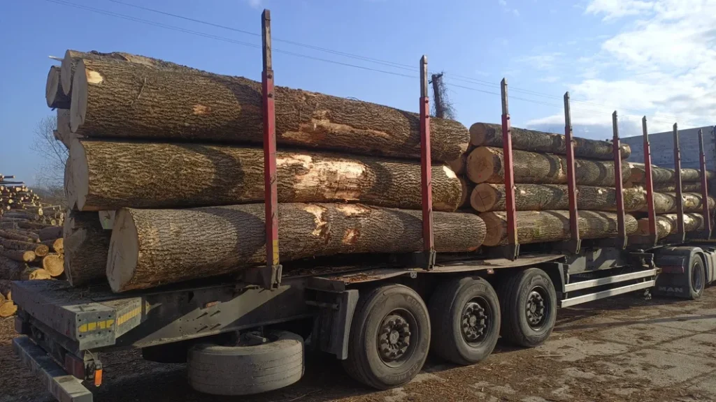 JESION – kłody tartaczne, długość 4 m – SPRZEDAM