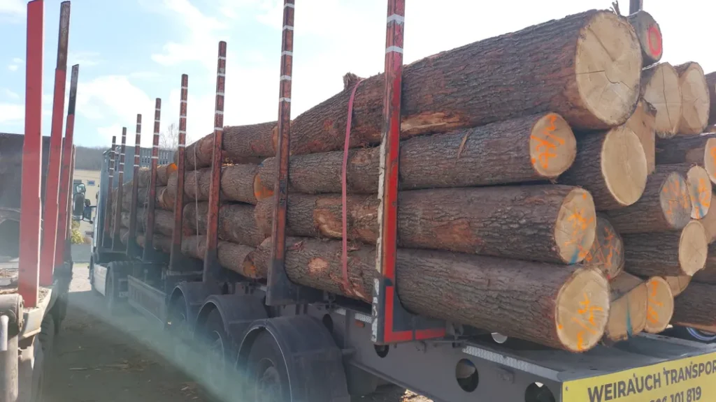 DĄB – kłody tartaczne, długość 3 m – SPRZEDAM