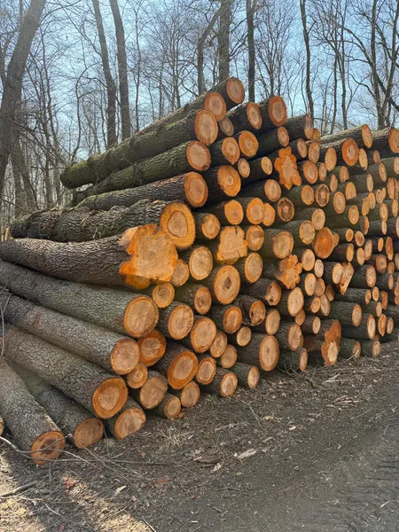 OLCHA – kłody tartaczne, długość 4 m – SPRZEDAM