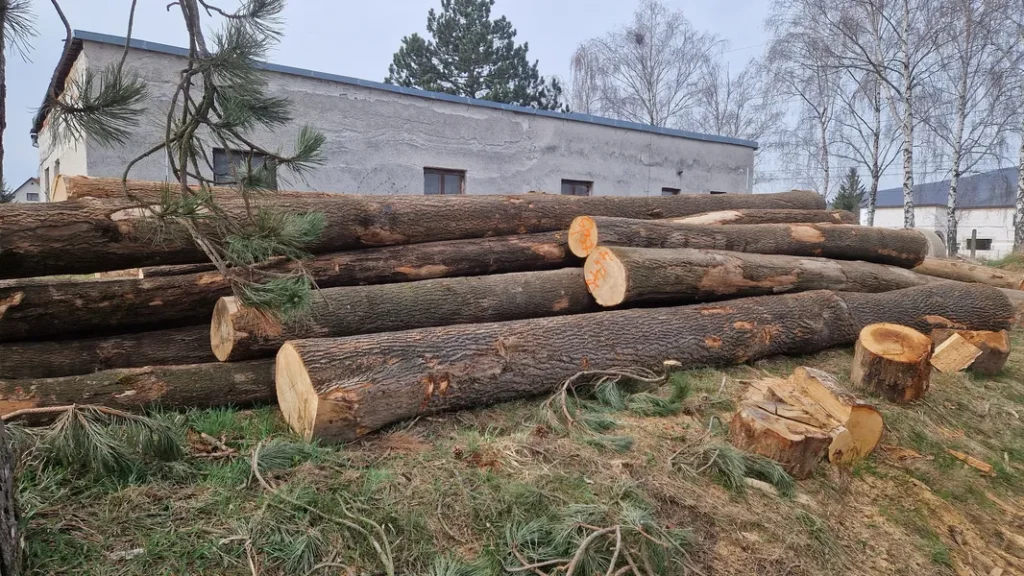 JESION – drewno tartaczne, długość 4-12 m – SPRZEDAM