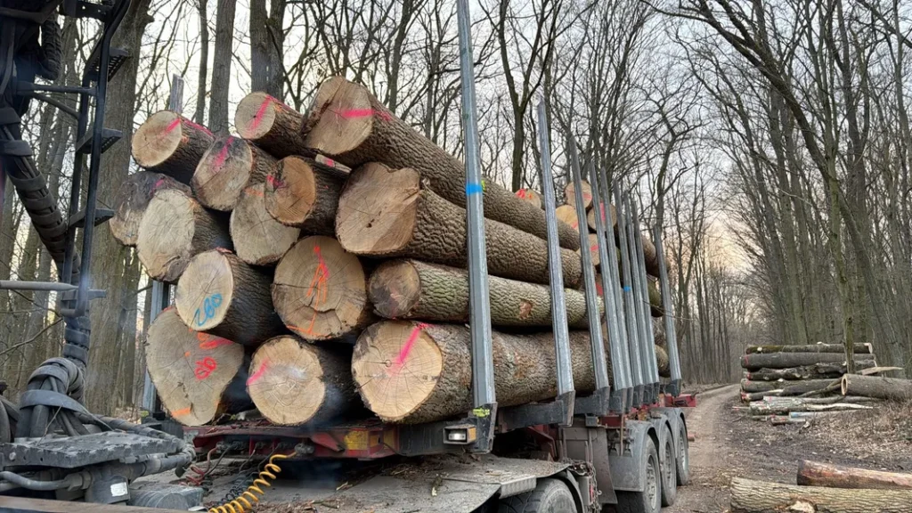 JESION – kłody tartaczne, długość 4 m – SPRZEDAM