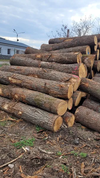 DĄB – kłody tartaczne, długość 2,5 m – SPRZEDAM