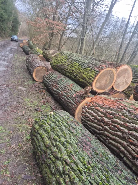 TOPOLA – drewno tartaczne, długość 2,5/8/10/12 m – SPRZEDAM