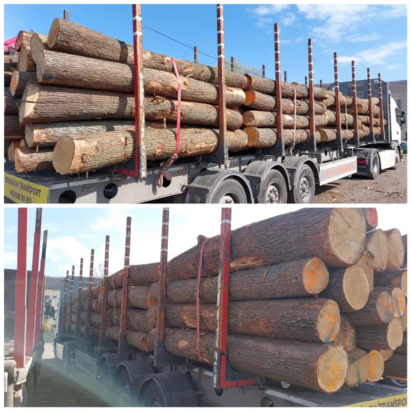 DĄB – kłody tartaczne, długość 2,5 m – SPRZEDAM