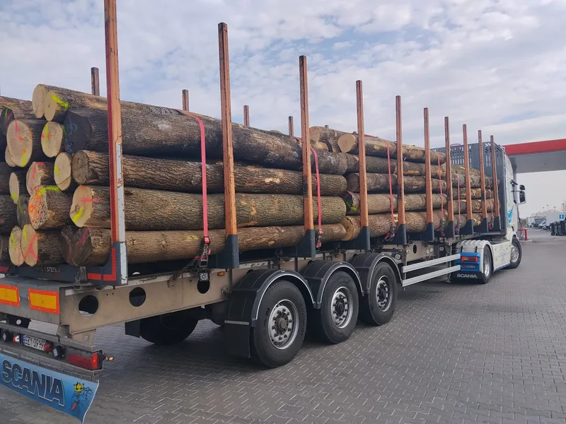 JESION – kłody tartaczne, długość 4 m – SPRZEDAM