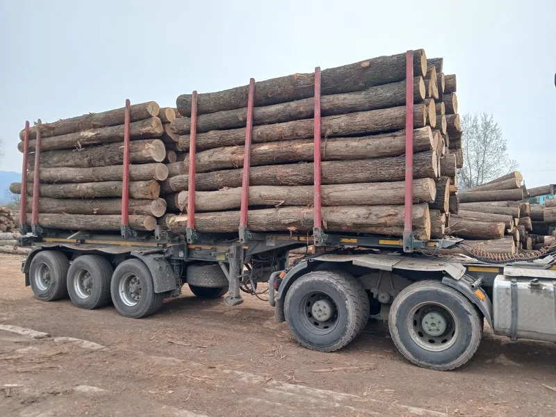 DĄB – kłody tartaczne, długość 4 m – SPRZEDAM