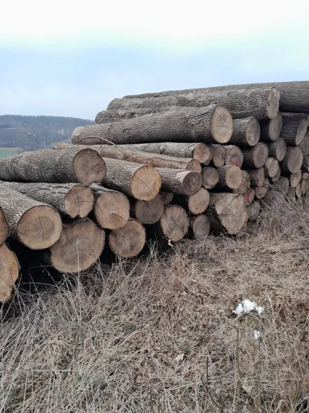 JESION – kłody tartaczne, długość 4 m – SPRZEDAM