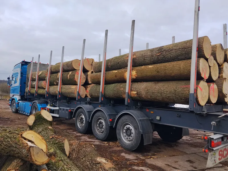 DĄB – drewno tartaczne, długość 4-12 m – SPRZEDAM