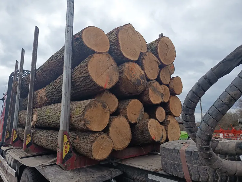 DĄB – kłody tartaczne, długość 4/5/6 m – SPRZEDAM