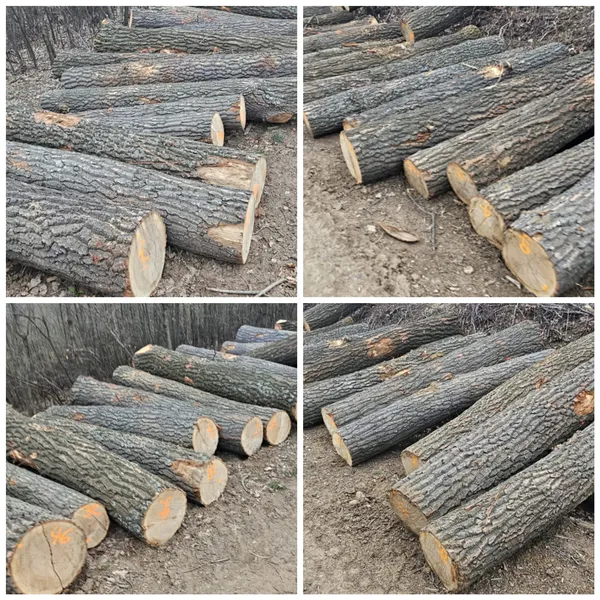 DĄB BURGUNDZKI – kłody tartaczne, długość 3 m – SPRZEDAM