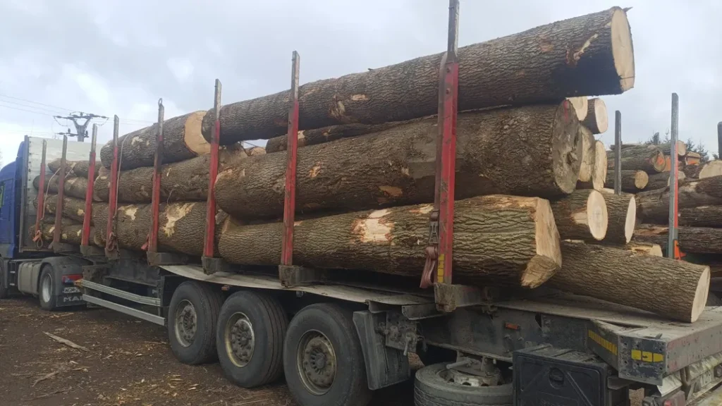 JESION – kłody tartaczne, długość 3/4/5 m – SPRZEDAM