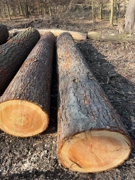 DAGLEZJA – kłody tartaczne, długość 4 m – SPRZEDAM