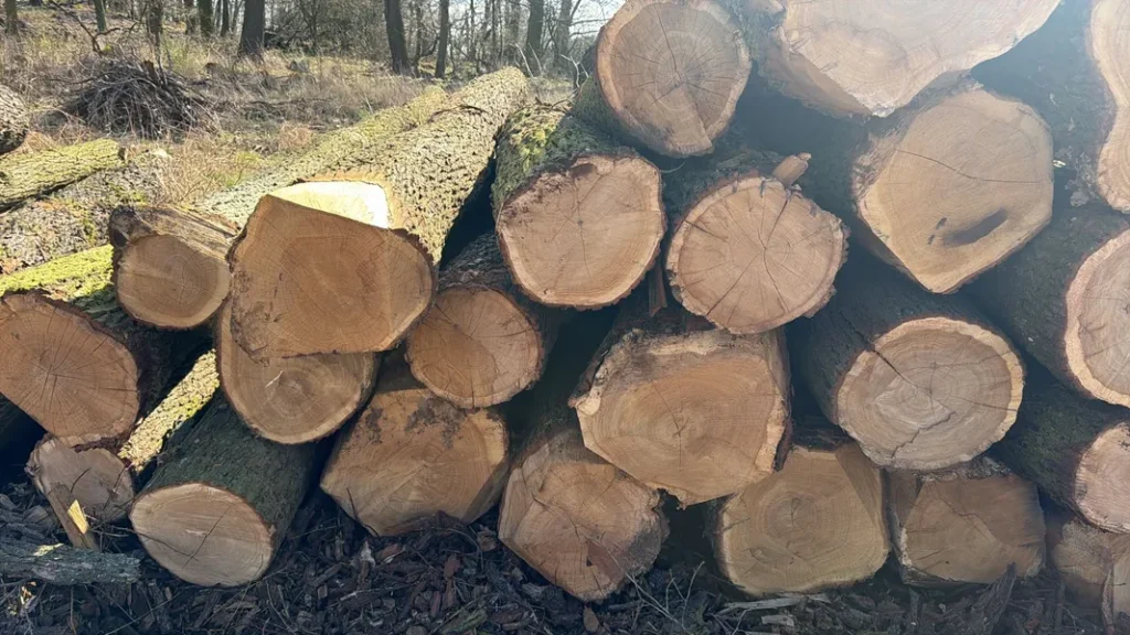 DĄB – kłody tartaczne, długość 4/5/6 m – SPRZEDAM