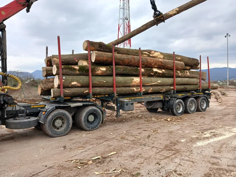 JESION – dłużyce tartaczne, długość 6-12 m – SPRZEDAM