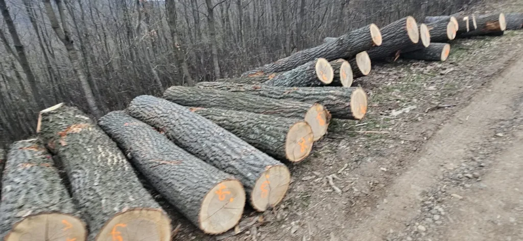 DĄB – kłody tartaczne, długość 3 m, kraj pochodzenia- Węgry, SPRZEDAM