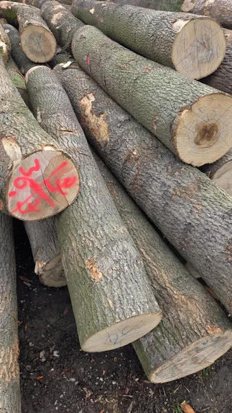 JESION – drewno tartaczne, długość 2,5-8 m – SPRZEDAM