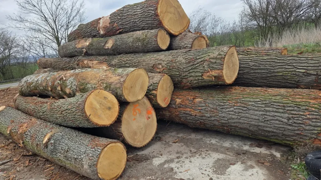 DĄB – drewno tartaczne, długość 3-7 m – SPRZEDAM