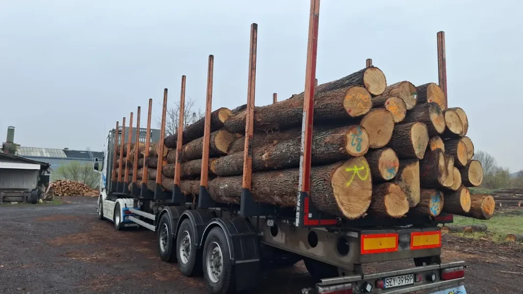 DĄB – kłody tartaczne, długość 3 m – SPRZEDAM