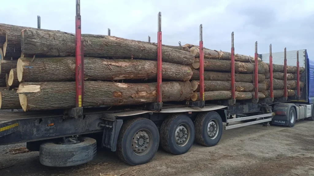 DĄB – kłody tartaczne, długość 4 m – SPRZEDAM