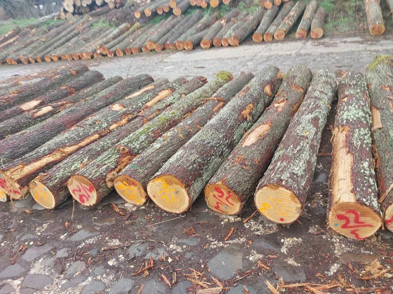 DĄB – kłody tartaczne, długość 3/4/5 m – SPRZEDAM