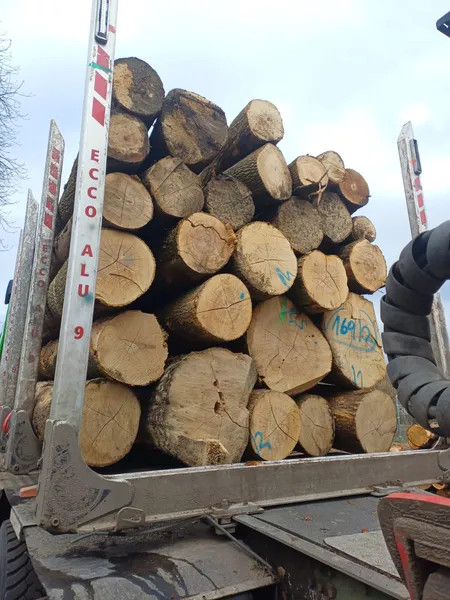 JESION – kłody tartaczne, długość 4/5/6 m – SPRZEDAM